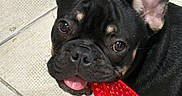 Rocky joined the competition — help win amazing prizes! dog, puppy, french_bulldog, black_and_tan, toy, watermelon_toy, floor, tile_floor, pet, animal, cute, looking_up, ears_up, tongue_out, indoors, playful, young_dog, close_up, pet_toy, chewing