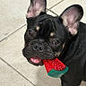 dog, puppy, french_bulldog, black_and_tan, toy, watermelon_toy, floor, tile_floor, pet, animal, cute, looking_up, ears_up, tongue_out, indoors, playful, young_dog, close_up, pet_toy, chewing