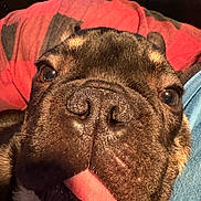 Rocky is registered to the contest to win money with this photo: dog, close_up, tongue_out, pet, animal, face, fur, nose, eye, blanket, red, gray, texture, cozy, indoor, cute, playful, resting, portrait, warm_lighting