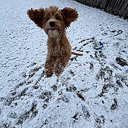 River is registered to the contest to win money with this photo: dog, jumping, snow, outdoor, playful, furry, ears, volleyball, backyard, fence, winter, pet, animal, active, happy, fur, nature, cold, ground, daytime