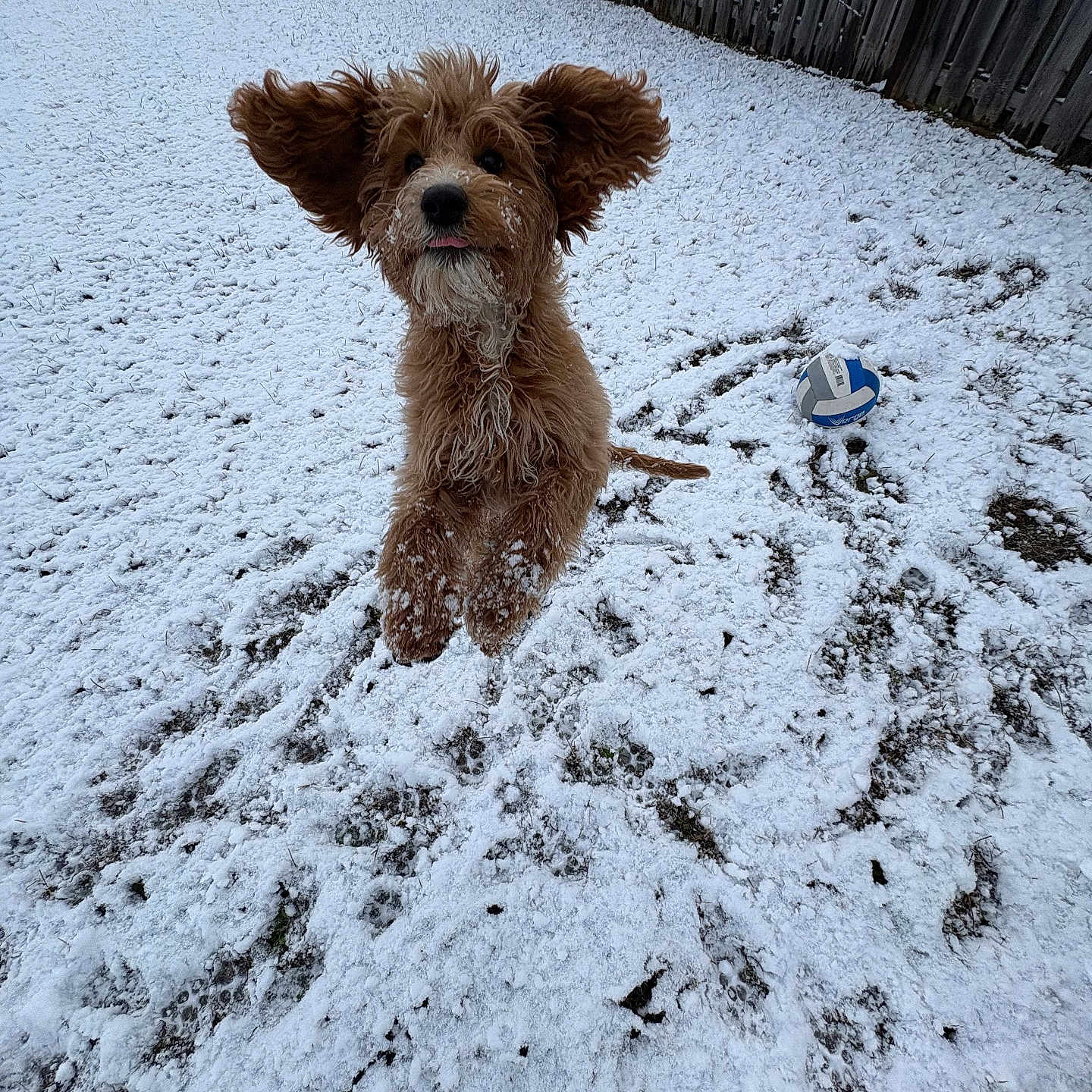 River is registered to the contest to win money with this photo: active, animal, backyard, cold, daytime, dog, ears, fence, fur, furry, ground, happy, jumping, nature, outdoor, pet, playful, snow, volleyball, winter