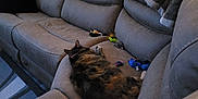 Pookey joined the competition — help win amazing prizes! animal, blanket, carpet, cat, couch, cozy, decor, door, fluffy, furniture, gray, home, indoor, living_room, pet, pillow, relaxing, resting, sectional, toys