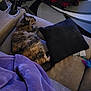 Pookey joined the competition — help win amazing prizes! animal, blanket, carpet, cat, couch, cozy, cup, fur, furniture, home, indoor, living_room, pet, pillow, relaxation, remote_control, resting, sleeping, soft, tortoiseshell_cat