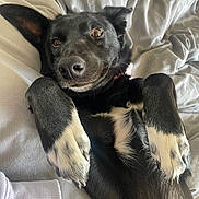 Robin joined the competition — help win amazing prizes! animal, bed, black_dog, blanket, canine, closeup, companion, cozy, cute, dog, friendly, fur, indoor, looking_up, lying_down, paw, pet, relaxed, resting, white_paws