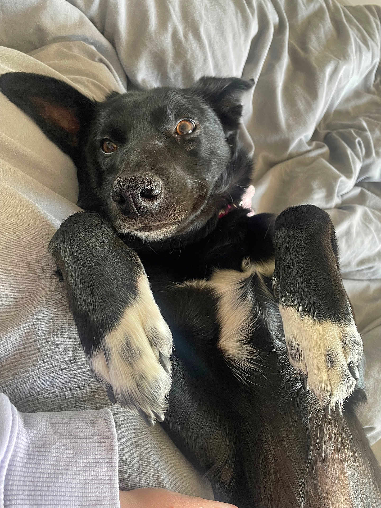 Robin joined the competition — help win amazing prizes! animal, bed, black_dog, blanket, canine, closeup, companion, cozy, cute, dog, friendly, fur, indoor, looking_up, lying_down, paw, pet, relaxed, resting, white_paws