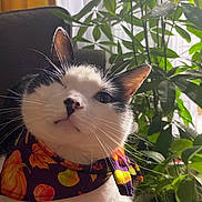 Pubert is registered to the contest to win money with this photo: cat, animal, pet, black_and_white, bandana, fall, autumn, pumpkin_pattern, plant, indoor, chair, whiskers, face, portrait, cozy, feline, greenery, natural_light, cute, domestic