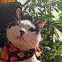 cat, animal, pet, black_and_white, bandana, fall, autumn, pumpkin_pattern, plant, indoor, chair, whiskers, face, portrait, cozy, feline, greenery, natural_light, cute, domestic