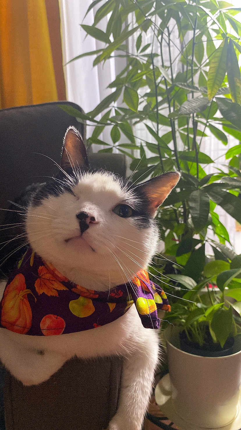 Pubert is registered to the contest to win money with this photo: cat, animal, pet, black_and_white, bandana, fall, autumn, pumpkin_pattern, plant, indoor, chair, whiskers, face, portrait, cozy, feline, greenery, natural_light, cute, domestic