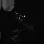 Willow is registered to the contest to win money with this photo: black_cat, cat, animal, pet, dark, shadow, whiskers, eyes, fur, mystery, nocturnal, close_up, portrait, quiet, stillness, indoor, feline, creature, black, night