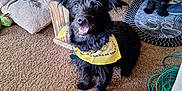 Ezio is registered to the contest to win money with this photo: dog, black_dog, bandana, indoor, carpet, table, vintage_furniture, sneakers, pet, animal, floor, home, cozy, playful, smiling, tongue_out, collar, toy, cushion, living_room
