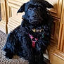 Ezio is registered to the contest to win money with this photo: dog, black_dog, indoor, carpet, wooden_cabinet, collar, harness, pet, fur, canine, sitting, attentive, domestic, animal, cute, companion, furniture, floor, portrait, young_dog