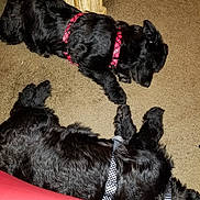 Ezio joined the competition — help win amazing prizes! dog, black_dog, sleeping, carpet, harness, red_harness, checkered_harness, paw_touching, indoor, resting, fur, pet, animal, cozy, peaceful, floor, wooden_furniture, closeup, two_dogs, napping