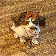 Korie is registered to the contest to win money with this photo: dog, small_dog, sitting, wooden_floor, hat, colorful_hat, necklace, ankh_pendant, brown_and_white, pet, animal, indoors, looking_up, cute, adorable, fur, ears, expression, flooring, accessory