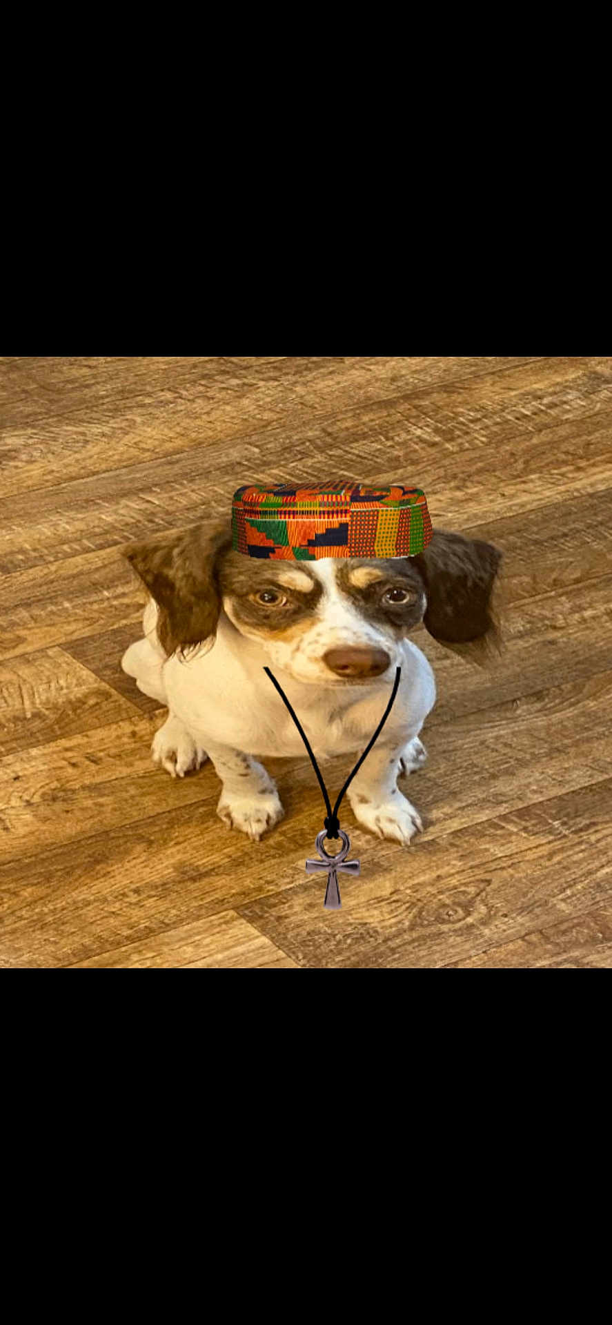 Korie is registered to the contest to win money with this photo: dog, small_dog, sitting, wooden_floor, hat, colorful_hat, necklace, ankh_pendant, brown_and_white, pet, animal, indoors, looking_up, cute, adorable, fur, ears, expression, flooring, accessory
