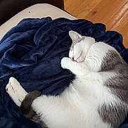 Harper is registered to the contest to win money with this photo: cat, sleeping_cat, blanket, navy_blanket, white_fur, gray_fur, pet, indoor, hardwood_floor, wood_floor, chair, cushion, curled_up, nap, cozy, domestic, whiskers, paw, soft_texture, home