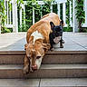 Swiss is registered to the contest to win money with this photo: animal_portrait, black_dog, dogs, french_bulldog, funny_pose, garden, house, large_dog, lying_down, outdoor, patio, plants, porch, puppies, sitting, sleeping, small_dog, stairs, tan_dog, white markings