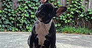 Swiss joined the competition — help win amazing prizes! adorable, animal, black_and_white, closeup, concrete, curious, daylight, dog, french_bulldog, greenery, head_tilt, ivy, nature, outdoor, pet, playful, puppy, sitting, wooden_fence, young