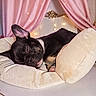 Swiss joined the competition — help win amazing prizes! bed, black_and_white, blanket, closed_eyes, cozy, cute, dog, fairy_lights, french_bulldog, indoor, nap, pet, pink_curtains, portrait, puppy, relaxed, resting, sleeping, soft_bedding, wrinkled_face