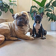 Swiss is registered to the contest to win money with this photo: animal_photography, black_and_white_dog, bulldog, companion_animals, dog, ears, floor, french_bulldog, home, houseplants, indoor, lying_down, natural_light, pet, portrait, potted_plants, serious_expression, sitting, tan_dog, wrinkles
