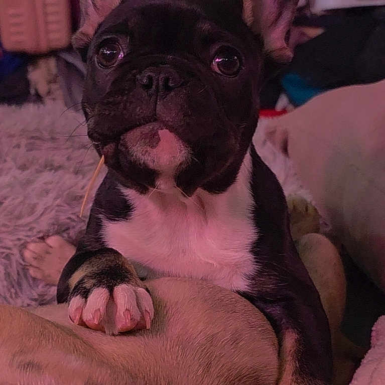 Swiss joined the competition — help win amazing prizes! dog, puppy, french_bulldog, black_and_white, indoor, cozy, resting, paws, close_up, pet, animal, cute, looking_at_camera, soft_lighting, fur, companion, relaxing, floor, blanket, home
