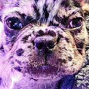 Atlas Quynn joined the competition — help win amazing prizes! dog, puppy, french_bulldog, pet, animal, portrait, close_up, wrinkles, ears, eyes, nose, snout, fur, short_hair, black_and_white, purple_lighting, indoor, blanket, curious, serious_expression