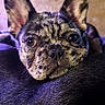 Atlas Quynn is registered to the contest to win money with this photo: dog, french_bulldog, puppy, portrait, close_up, face, eyes, ears, wrinkles, black_and_white, short_hair, pet, animal, resting, lying_down, indoor, purple_lighting, wooden_background, dark, funny