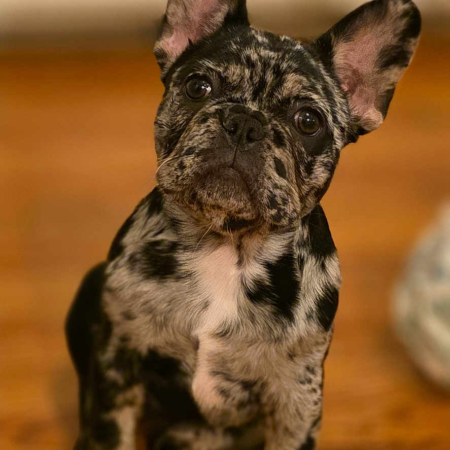 Atlas Quynn