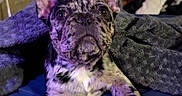 Atlas Quynn is registered to the contest to win money with this photo: dog, french_bulldog, pet, animal, portrait, close_up, large_ears, brindle_coat, wide_eyes, wrinkled_face, short_snout, black_nose, sitting, bed, blanket, bedroom, indoor, cute, camera_facing, blue_bedding