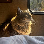 Beast joined the competition — help win amazing prizes! cat, fluffy, sunlight, window, indoor, feline, pet, animal, cozy, brown, fur, whiskers, profile, domestic, quiet, resting, soft_light, curiosity, close_up, peaceful