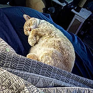 Biscuit is registered to the contest to win money with this photo: cat, sleeping_cat, cream_cat, pet, bed, blanket, pillow, nap, fur, cozy, indoor, cat_tree, furniture, whiskers, curled_up, domestic_cat, soft, relaxed, close_up, home