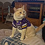 cat, pet, indoor, sitting, jersey, sports_jersey, minnesota_vikings, purple, cream_cat, whiskers, ears, paws, blanket, couch, wooden_furniture, cabinet, television_stand, living_room, cute, portrait