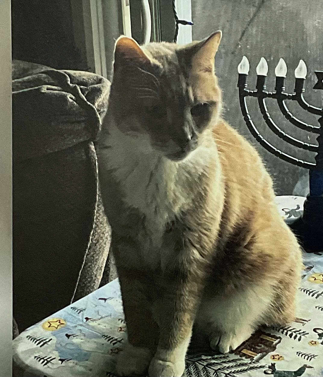 Kirby is registered to the contest to win money with this photo: cat, orange_cat, white_cat, table, tablecloth, menorah, window, indoor, furniture, holiday, decor, pet, animal, feline, sitting, shadow, cozy, background, light, blur