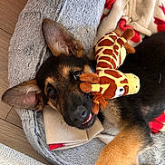 Hugo joined the competition — help win amazing prizes! animal, blanket, cozy, cute, dog, ears, fur, german_shepherd, giraffe_toy, home, indoor, lying_down, paw, pet, pet_bed, playful, plush_toy, puppy, smile, young_dog