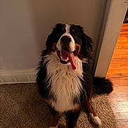 Moose joined the competition — help win amazing prizes! dog, bernese_mountain_dog, pet, animal, tongue_out, sitting, indoor, carpet, floor, wall, happy, cute, fur, canine, mammal, companion, friendly, domestic_animal, house, portrait