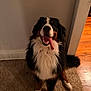 dog, bernese_mountain_dog, pet, animal, tongue_out, sitting, indoor, carpet, floor, wall, happy, cute, fur, canine, mammal, companion, friendly, domestic_animal, house, portrait
