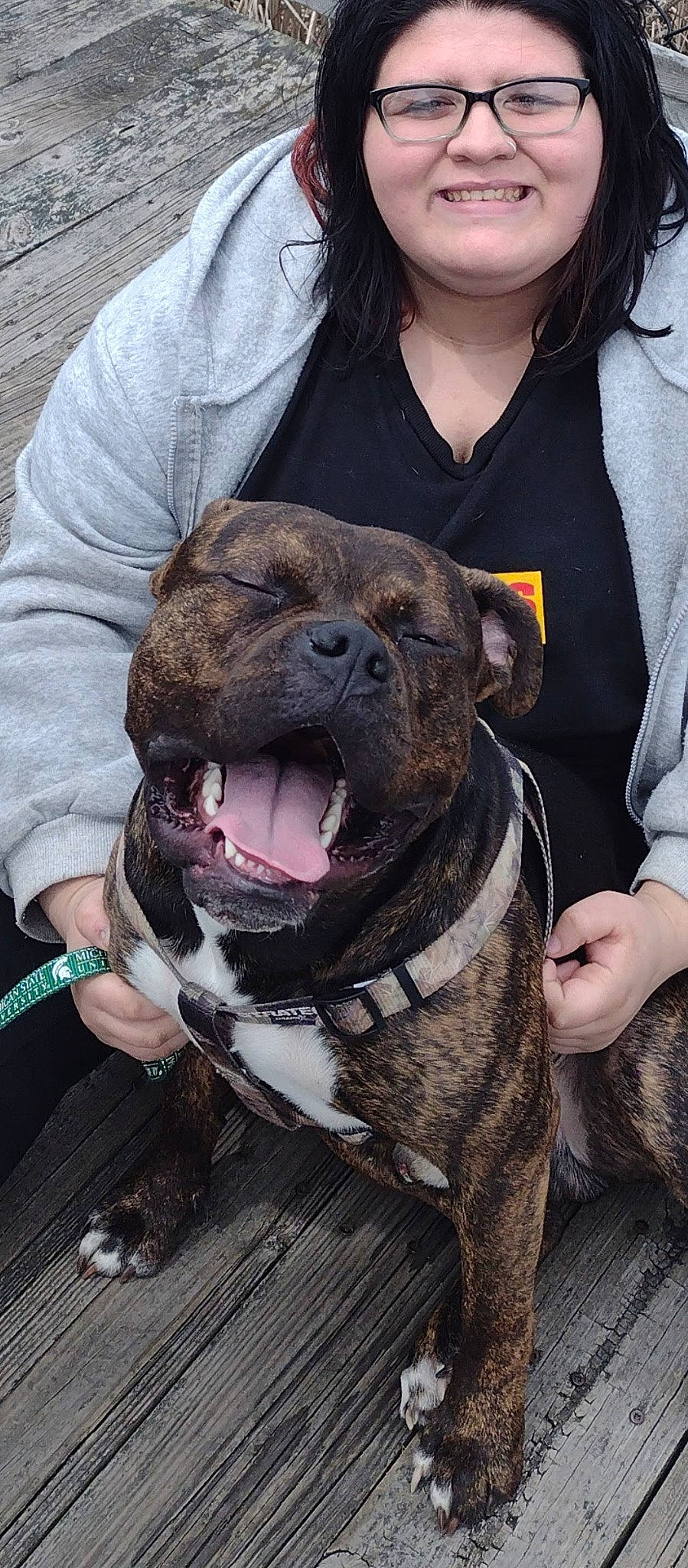 Tank is registered to the contest to win money with this photo: canidae, carnivore, collar, companion_dog, conformation_show, dog, dog_breed, dog_collar, fawn, fur, giant_dog_breed, molosser, non_sporting_group, snout, sporting_group, watch, whiskers, working_animal, working_dog, wrinkle