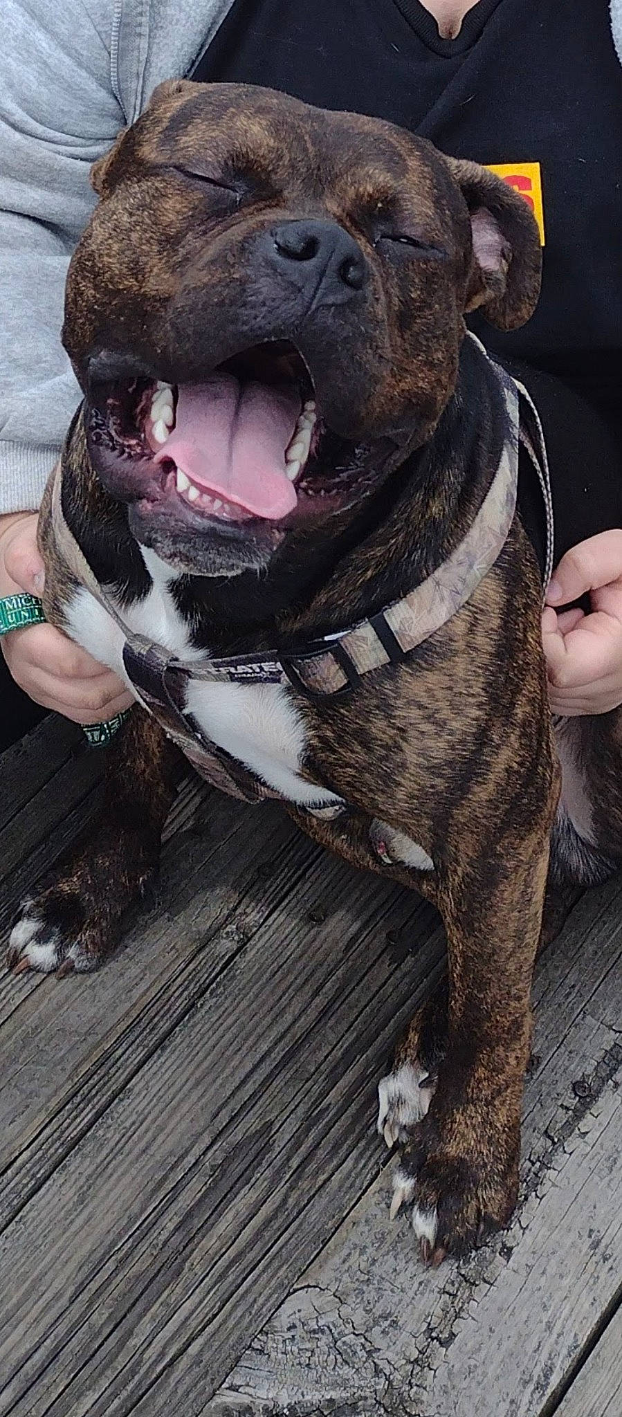 Tank joined the competition — help win amazing prizes! canidae, carnivore, collar, companion_dog, dog, dog_breed, dog_collar, fang, fawn, fur, guard_dog, leash, liver, molosser, pet_supply, snout, sporting_group, whiskers, working_animal, working_dog