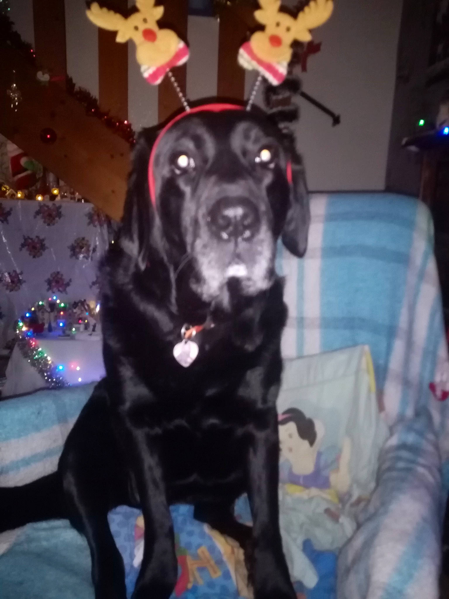 Princesse participe au concours pour gagner de l'argent avec cette photo : borador, canidae, carnivore, collar, comfort, companion_dog, dog, dog_breed, dog_collar, dog_supply, event, fur, guard_dog, gun_dog, hunting_dog, labrador_retriever, retriever, snout, sporting_group, working_animal