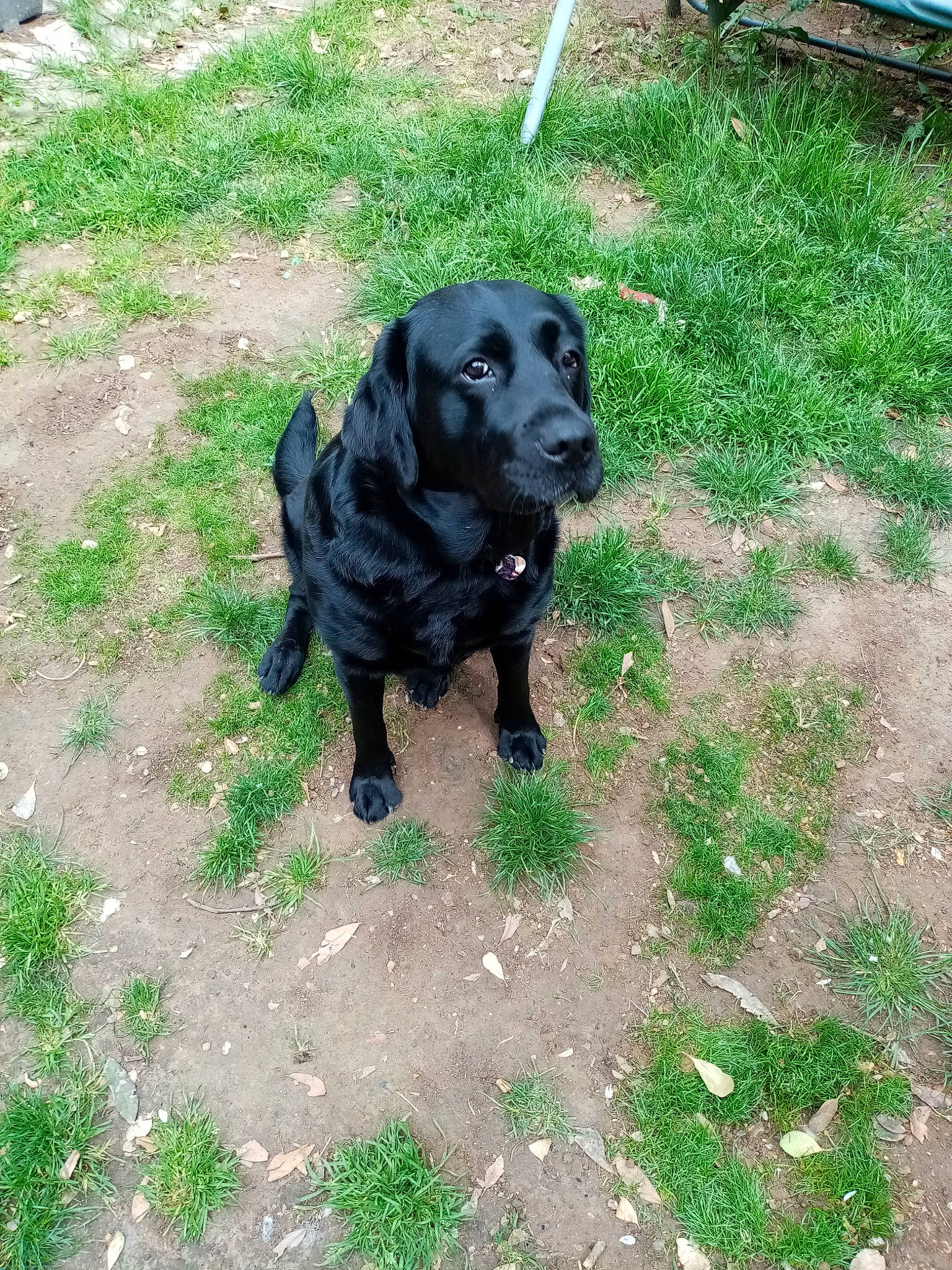 Princesse a rejoint le concours — aidez-le/la à gagner de superbes lots ! art, borador, canidae, carnivore, companion_dog, dog, dog_breed, fawn, grass, groundcover, gun_dog, liver, plant, sculpture, snout, soil, sporting_group, tail, terrestrial_animal, working_animal