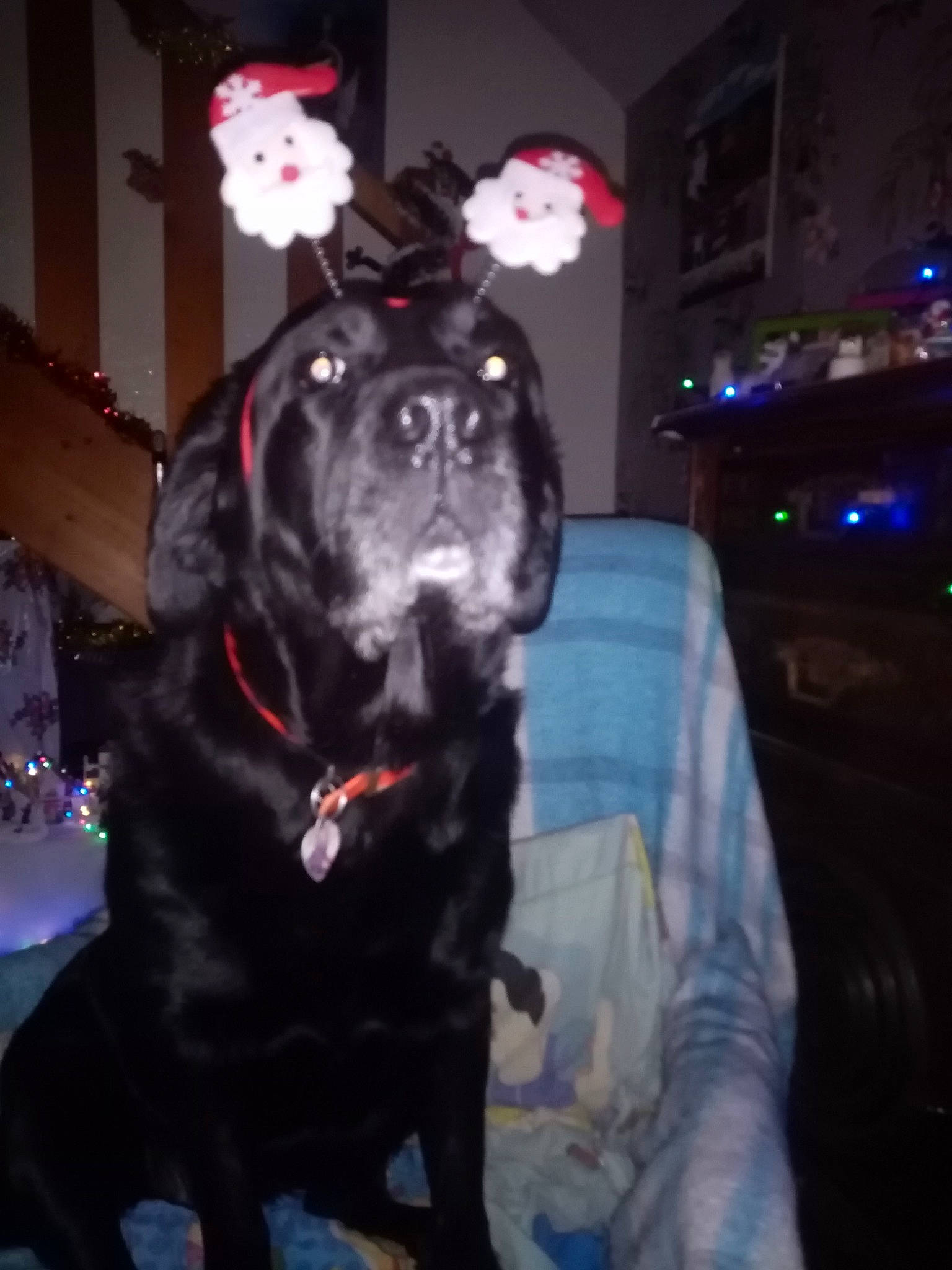 Princesse participe au concours pour gagner de l'argent avec cette photo : borador, canidae, carnivore, companion_dog, darkness, dog, dog_breed, dog_collar, electric_blue, event, fur, guard_dog, hat, midnight, night, non_sporting_group, snout, sporting_group, whiskers, working_animal