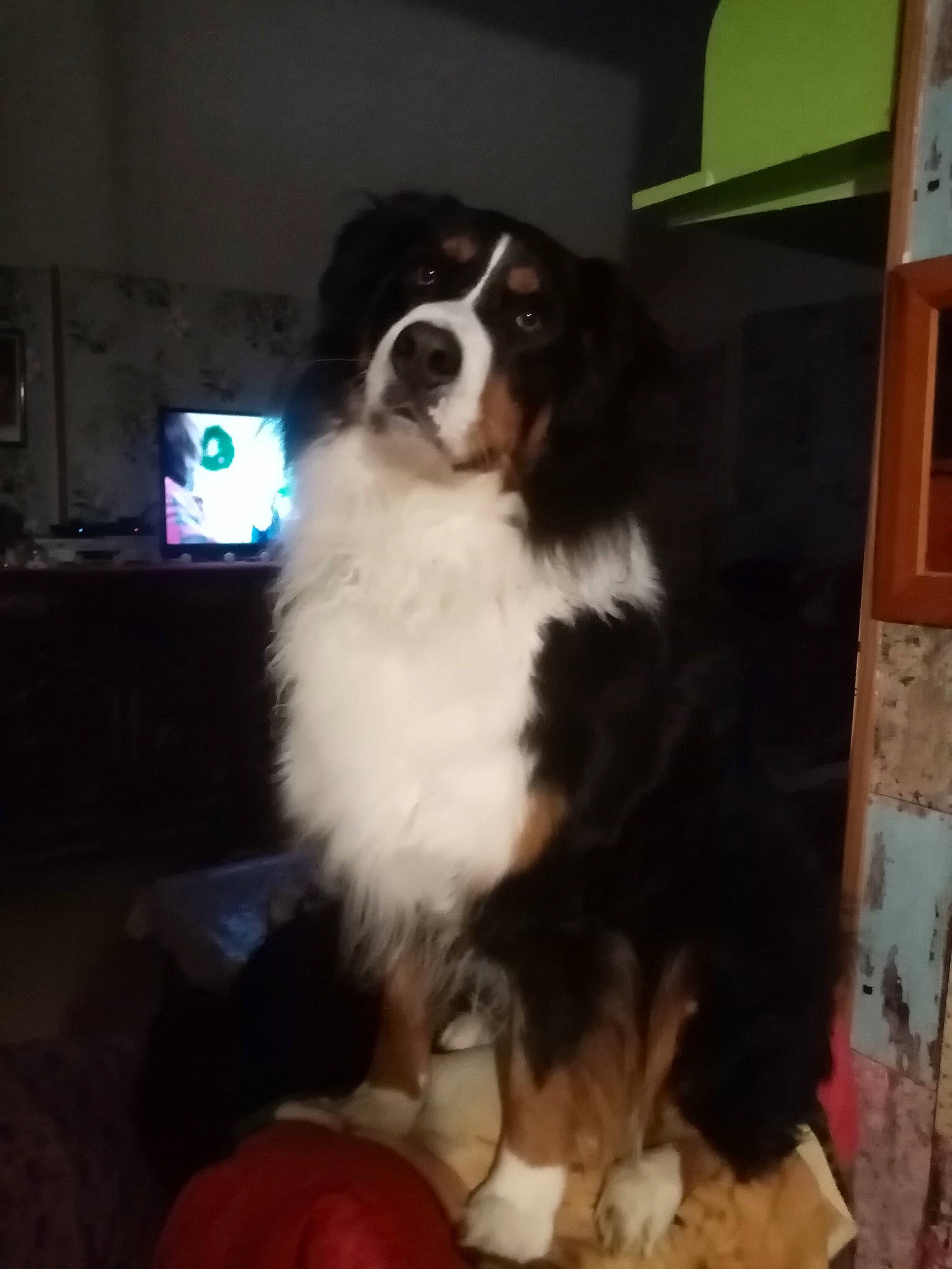 Mya a rejoint le concours — aidez-le/la à gagner de superbes lots ! bernese_mountain_dog, bored, canidae, carnivore, cavalier_king_charles_spaniel, companion_dog, dog, dog_breed, fur, herding_dog, snout, sporting_group, terrestrial_animal, working_animal, working_dog