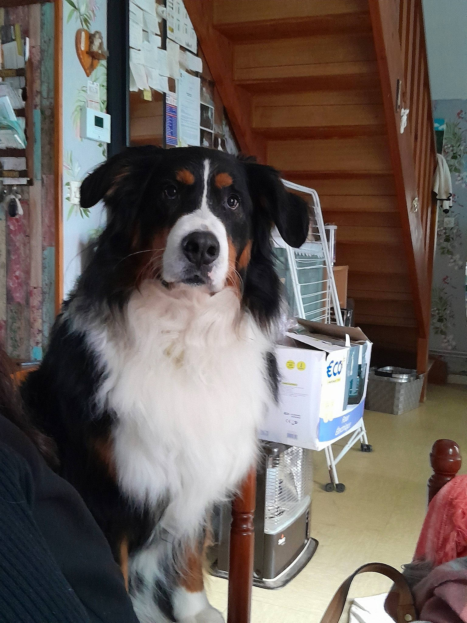 Mya participe au concours pour gagner de l'argent avec cette photo : canidae, carnivore, chair, companion_dog, dog, dog_breed, event, fur, herding_dog, luggage_and_bags, sporting_group, working_animal, working_dog