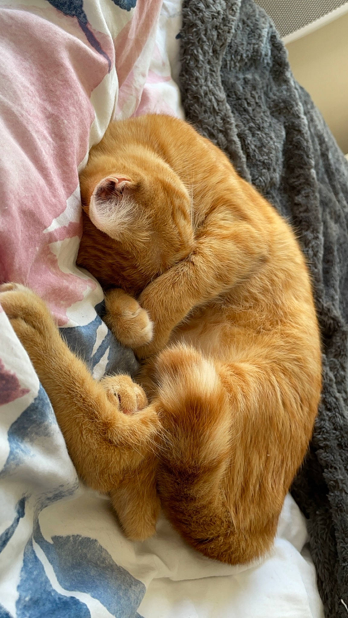 Mira participe au concours pour gagner de l'argent avec cette photo : brown, carnivore, cat, claw, comfort, companion_dog, dog_breed, fawn, felidae, fur, liver, paw, small_to_medium_sized_cats, snout, sporting_group, terrestrial_animal, whiskers, wood, working_animal, wrinkle