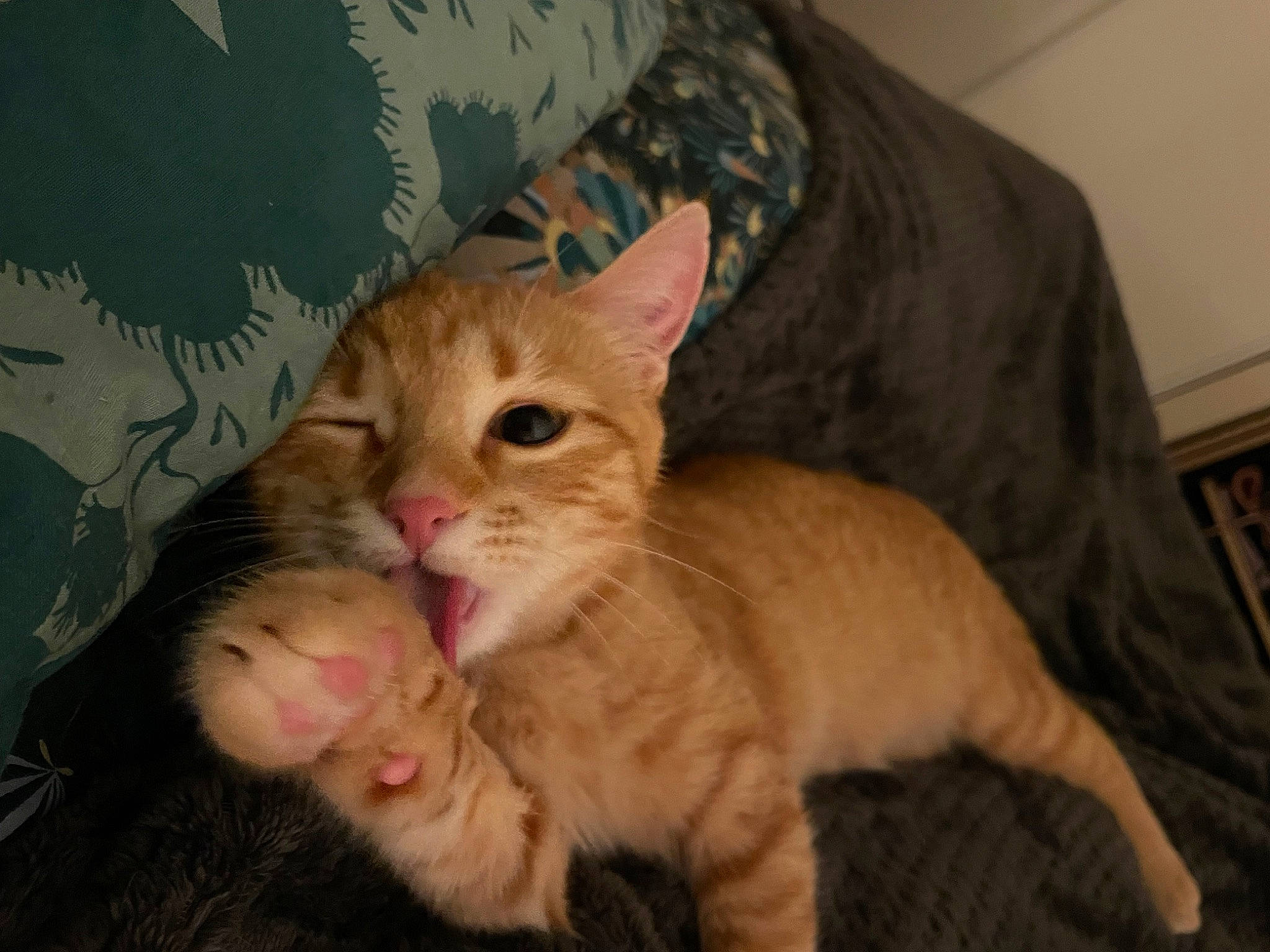 Mira a rejoint le concours — aidez-le/la à gagner de superbes lots ! carnivore, cat, claw, comfort, domestic_short_haired_cat, ear, fawn, felidae, foot, fur, gesture, lap, paw, sitting, small_to_medium_sized_cats, snout, tail, whiskers, wood