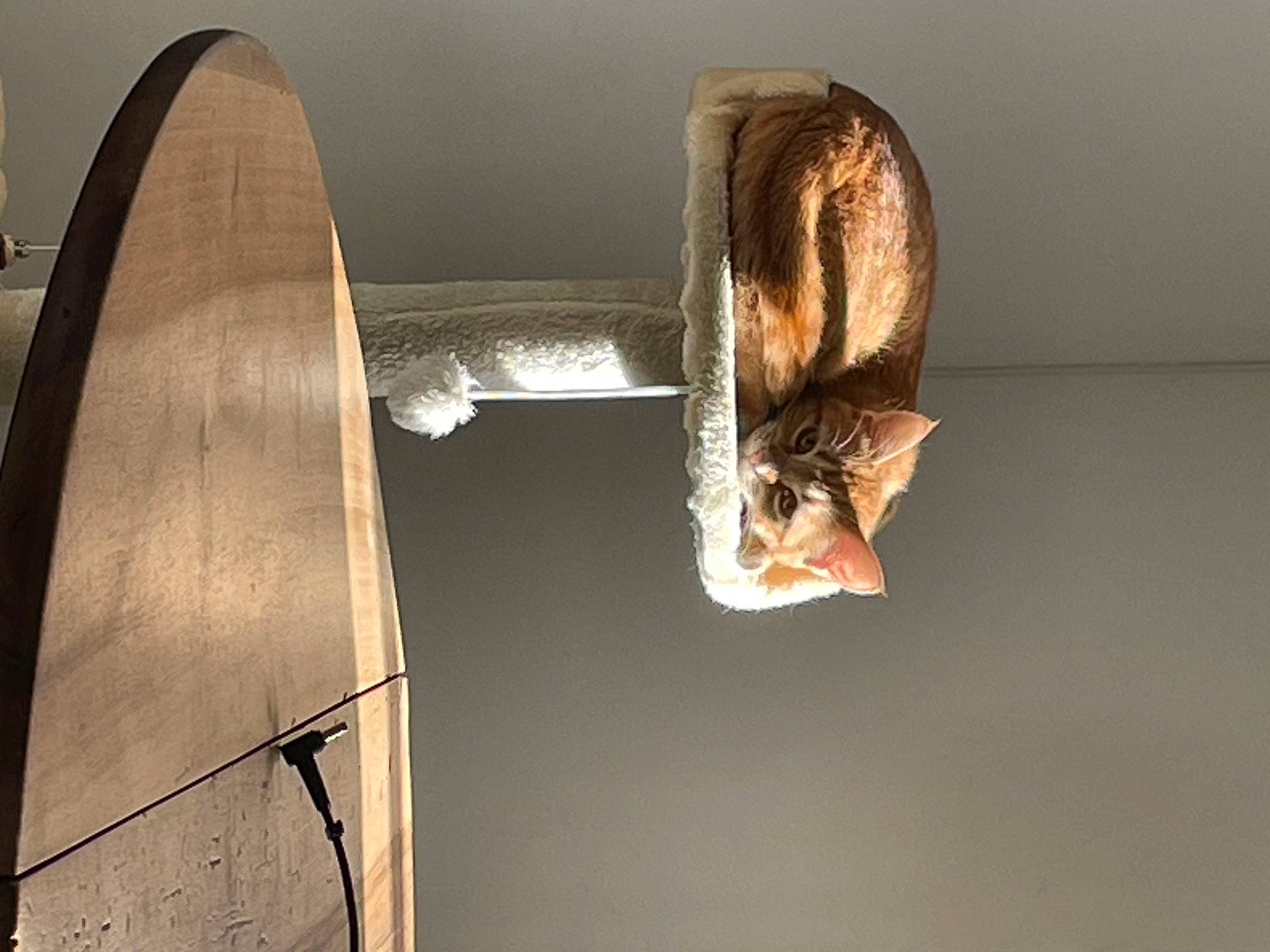 Mira participe au concours pour gagner de l'argent avec cette photo : art, artifact, automotive_wheel_system, bronze, carving, circle, felidae, hardwood, metal, pedestal, propeller, room, sculpture, shadow, statue, still_life_photography, tourist_attraction, visual_arts, wood, wood_stain