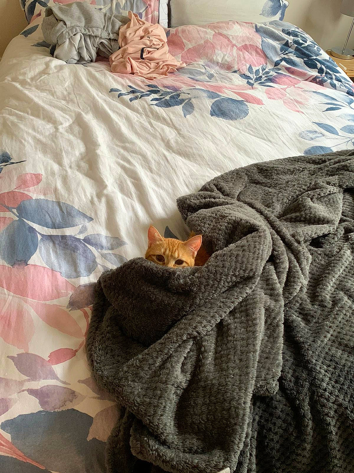 Mira a rejoint le concours — aidez-le/la à gagner de superbes lots ! bed, bed_frame, bed_sheet, bedding, bedroom, cat, comfort, duvet, felidae, fur, grey, linens, pattern, room, sleeve, small_to_medium_sized_cats, stitch, textile, wood, woven_fabric