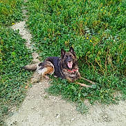 Stella a rejoint le concours — aidez-le/la à gagner de superbes lots ! dog, german_shepherd, grass, path, outdoor, nature, smiling, canine, pet, animal, greenery, yellow_flowers, happy, fur, collar, tongue_out, lying_down, sunlight, daytime, field