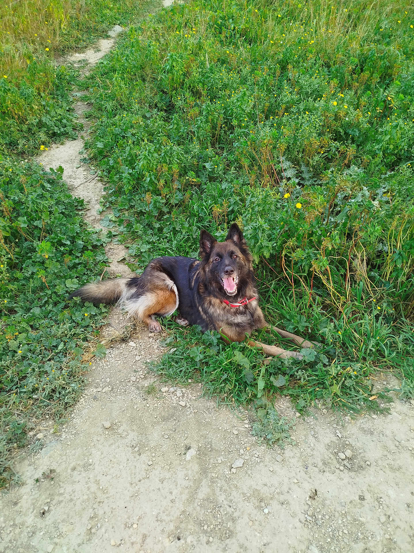 Stella a rejoint le concours — aidez-le/la à gagner de superbes lots ! dog, german_shepherd, grass, path, outdoor, nature, smiling, canine, pet, animal, greenery, yellow_flowers, happy, fur, collar, tongue_out, lying_down, sunlight, daytime, field