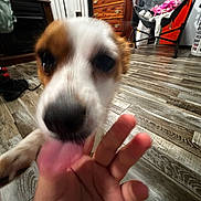 Charlie is registered to the contest to win money with this photo: dog, indoor, wooden_floor, hand, playful, licking, furniture, dresser, chair, pet, close_up, brown_and_white, flooring, home, animal, domestic, tongue, blurred, interaction, person_hand