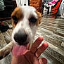 dog, indoor, wooden_floor, hand, playful, licking, furniture, dresser, chair, pet, close_up, brown_and_white, flooring, home, animal, domestic, tongue, blurred, interaction, person_hand